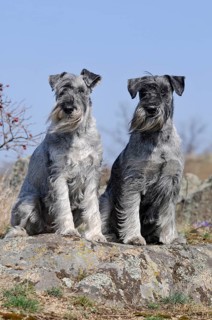 Schnauzer
