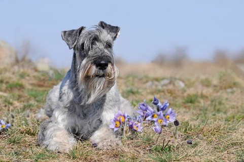 Schnauzer