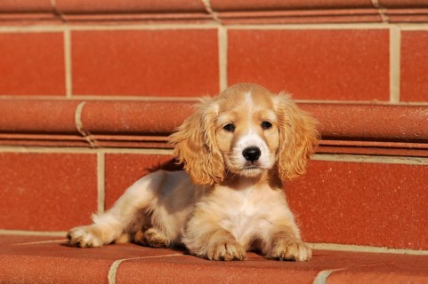 Spaniel-Mongrel