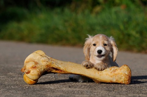 Spaniel-Mongrel