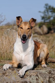 Collie Shorthair