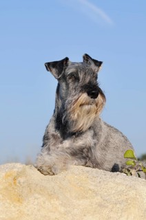 Schnauzer