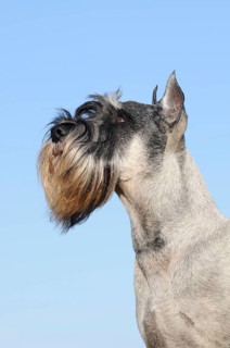 Schnauzer