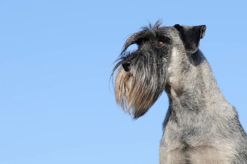 Schnauzer