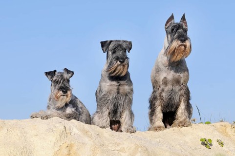 Three Schnauzers
