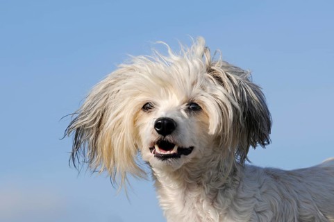 Chinese Crested Hairless Dog