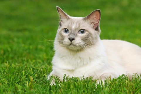 Ragdoll