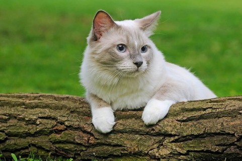 Ragdoll