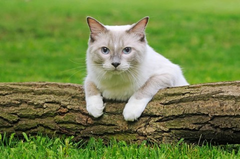 Ragdoll