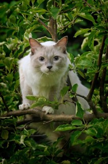 Ragdoll