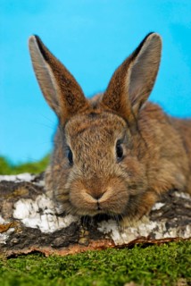 Dwarf rabbit