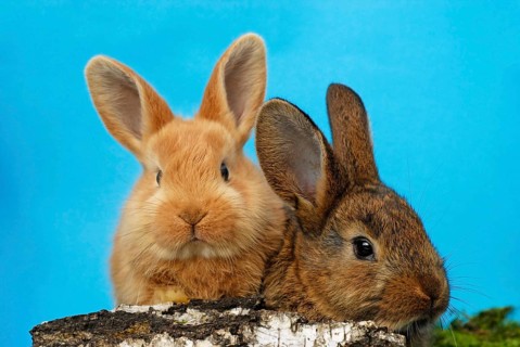Two dwarf rabbits
