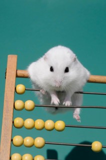 Dsungarian dwarf hamster