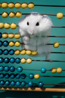 Dsungarian dwarf hamster