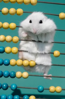 Dsungarian dwarf hamster