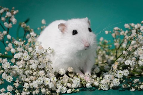 Dsungarian dwarf hamster