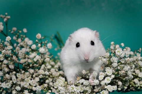 Dsungarian dwarf hamster