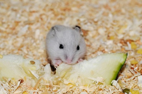 Djungarian hamster (Phodopus sungorus)