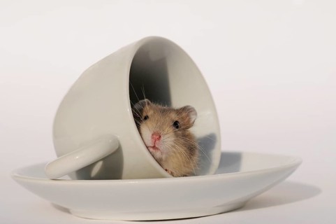 Djungarian hamster (Phodopus sungorus)