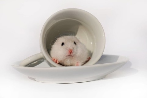 Djungarian hamster (Phodopus sungorus)