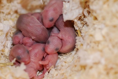 Djungarian hamsters (Phodopus sungorus)