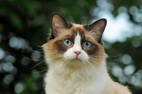 Ragdoll