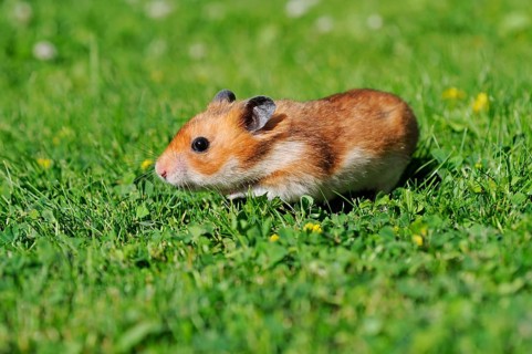 Golden hamster (Mesocricetus auratus)