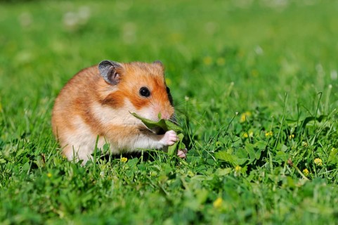 Golden hamster (Mesocricetus auratus)
