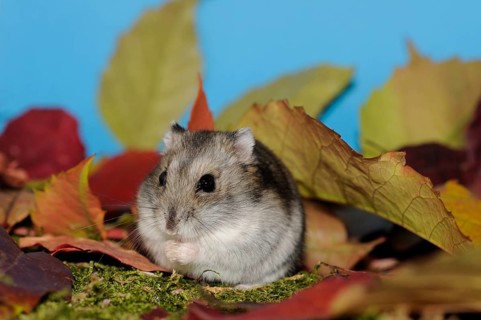 Dsungarian dwarf hamster
