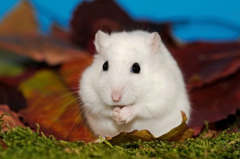 Dsungarian dwarf hamster