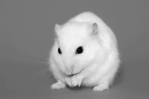 Dsungarian dwarf hamster