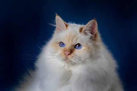 Sacred Birman