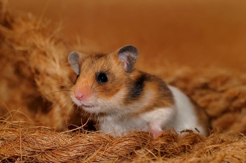 Golden hamster (Mesocricetus auratus)