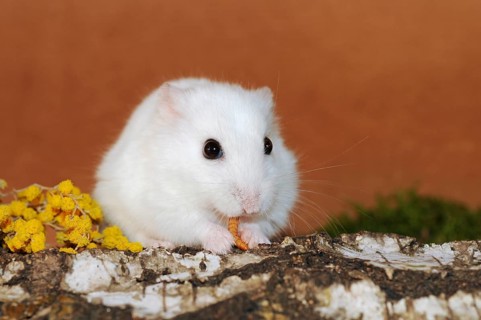 Dsungarian dwarf hamster