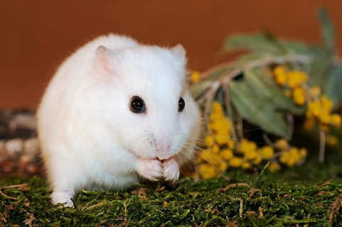 Dsungarian dwarf hamster