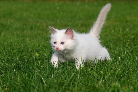 Ragdoll