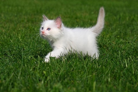 Ragdoll