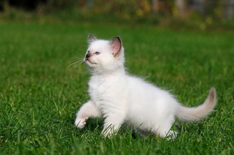 Ragdoll