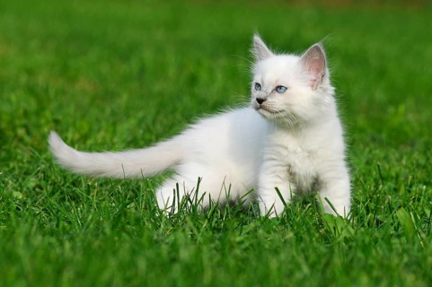 Ragdoll