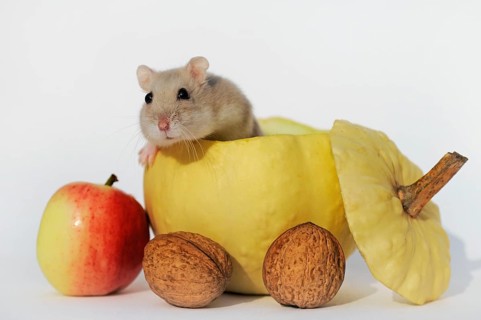 Dsungarian dwarf hamster