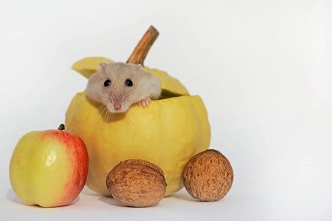 Dsungarian dwarf hamster