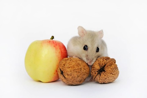 Dsungarian dwarf hamster