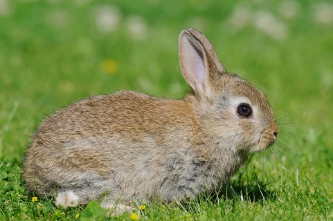 Dwarf rabbit