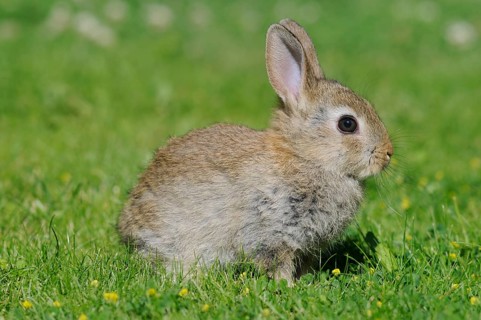 Dwarf rabbit