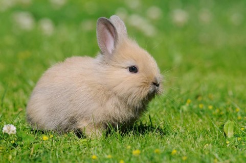 Dwarf rabbit