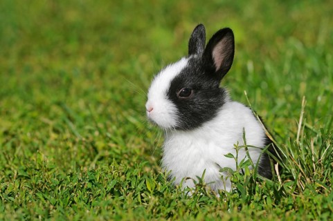 Dwarf rabbit