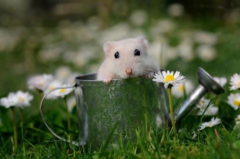 Dsungarian dwarf hamster (Phodopus sungorus)