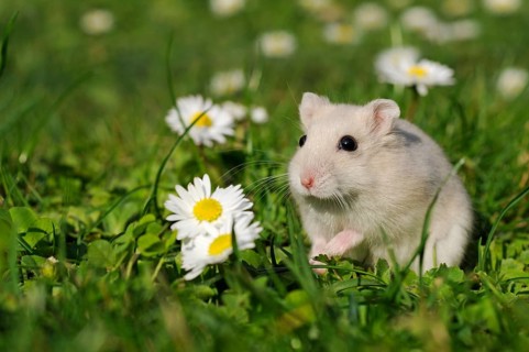 Dsungarian dwarf hamster (Phodopus sungorus)