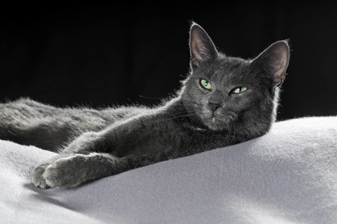 Russian Blue