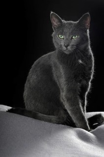 Russian Blue